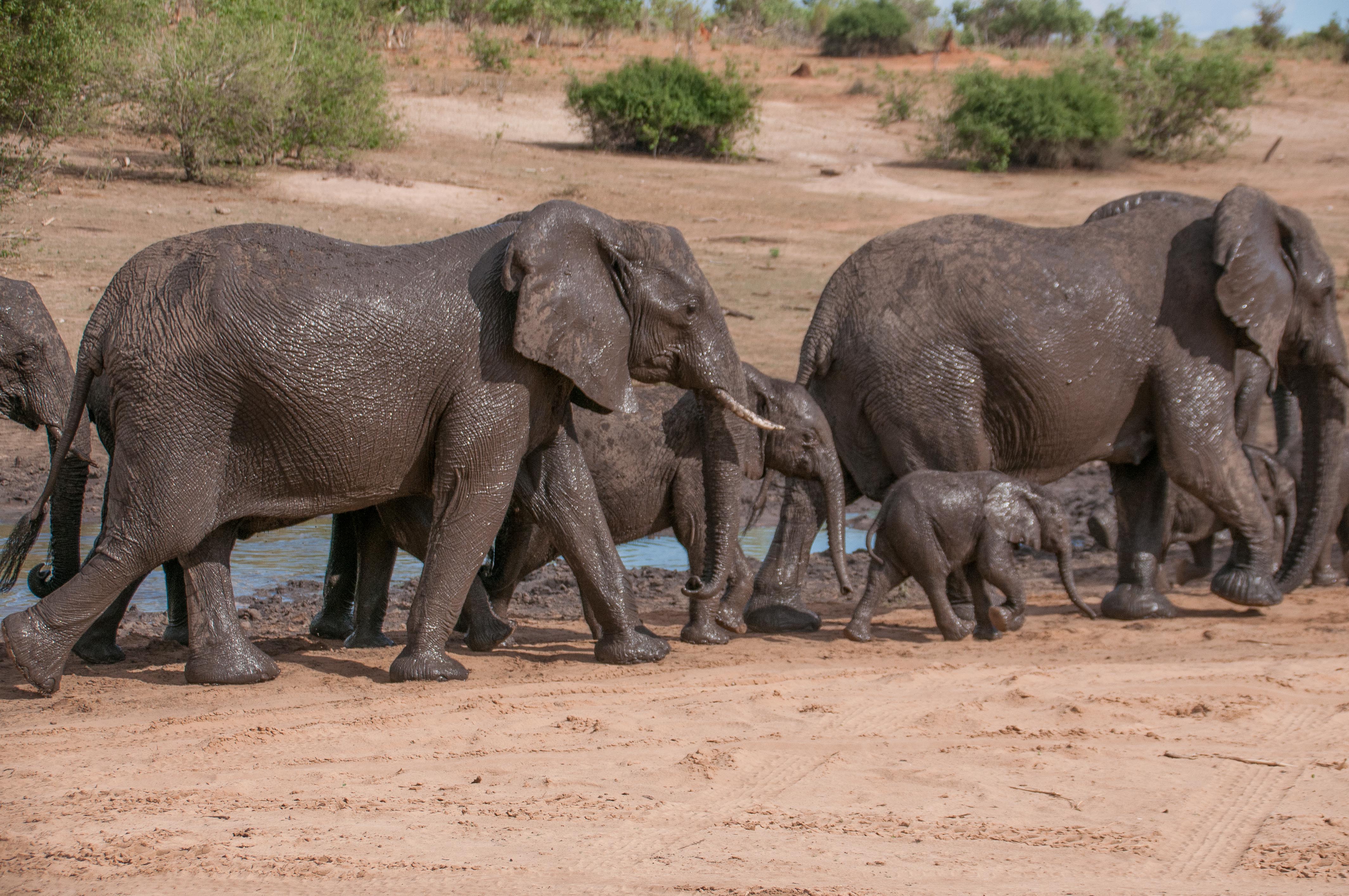 Eléphants de savane (Bush elephants, Loxondota africana) quittant leur bain de boue (Chobe National Park, Botswana.